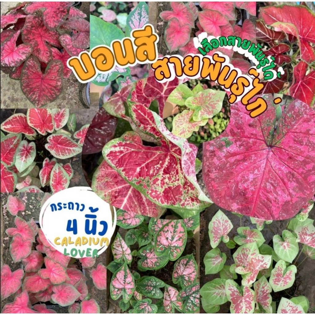 บอนสีกระถาง 4 นิ้ว ตับไก่ (สายพันธุ์ไก่ไม้สะสม) 1ต้น