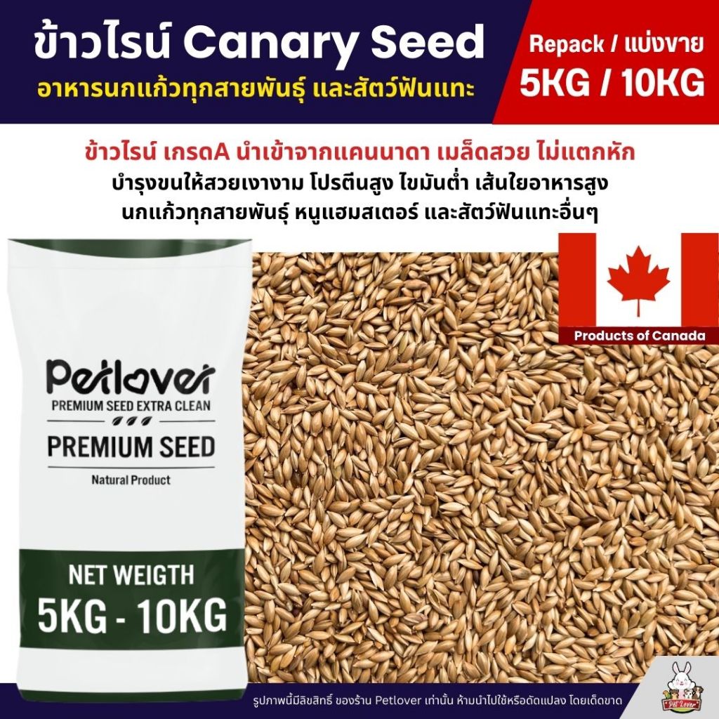(5KG/10KG) ข้าวไรย์ Canada Canary Seed เกรด A อาหารนกแก้ว และสัตว์พันแทะ ข้าวไรน์ บำรุงขนสวย มันเงา
