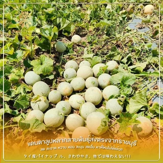 🇹🇭Oishi-fresh🍈แคนตาลูป หวานจัด ปลอดสารพิษ รสชาติกรอบ สด ใหม่ ใยอาหารสูง หวานออร์แกนิค เคลมได้ 1-2 วัน