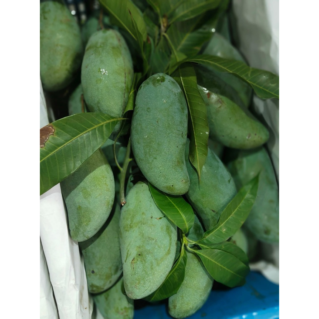 มะม่วงเขียวเสวย บางคล้า เก็บสดใหม่ทุกวัน (สินค้าขายตามน้ำหนัก ไม่ใช่จำนวนลูกนะคะ)