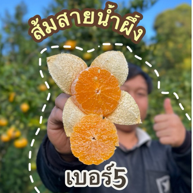 ส้มสายน้ำผึ้งเบอร์5(5 กิโลกรัมรวมกล่อง)￼