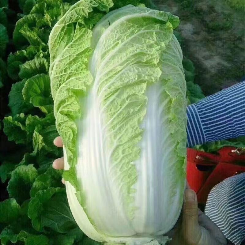 Chinese Cabbage Seeds 200เมล็ด/แพ็ค ของแท้ 100% ปลูกง่าย อัตรางอกสูง เมล็ดกะหล่ำปลีจีน Organic Vegetable Seeds for Plant - รูปที่ 7