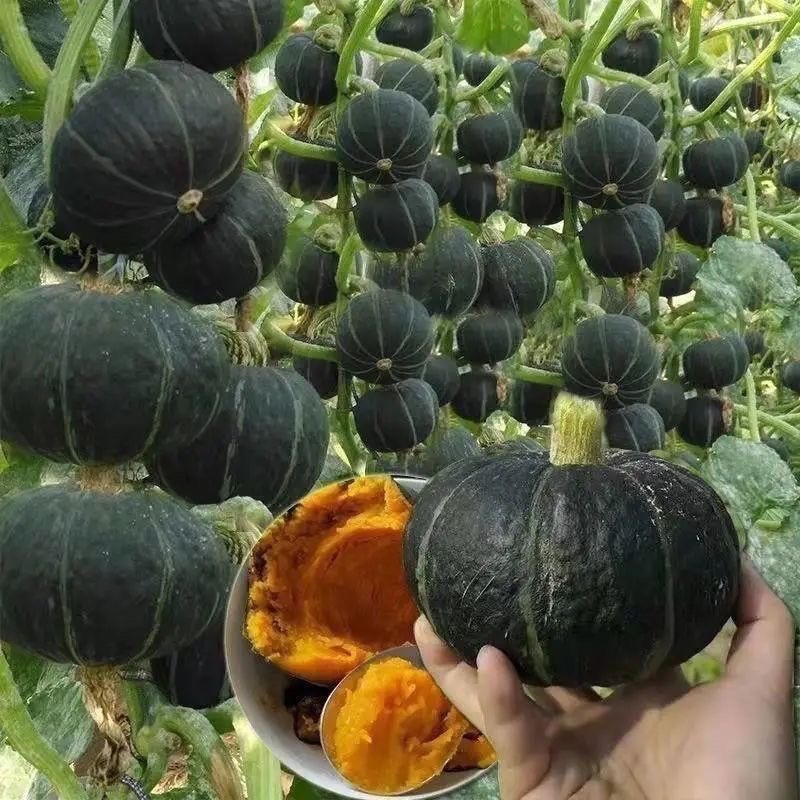5 เมล็ด High Yield Japanese Pumpkin Seeds Vegetable Seeds เมล็ดพันธุ์ฟักทองญี่ปุ่น เมล็ดฟักทองญี่ปุ่น เมล็ดพันธุ์ผัก