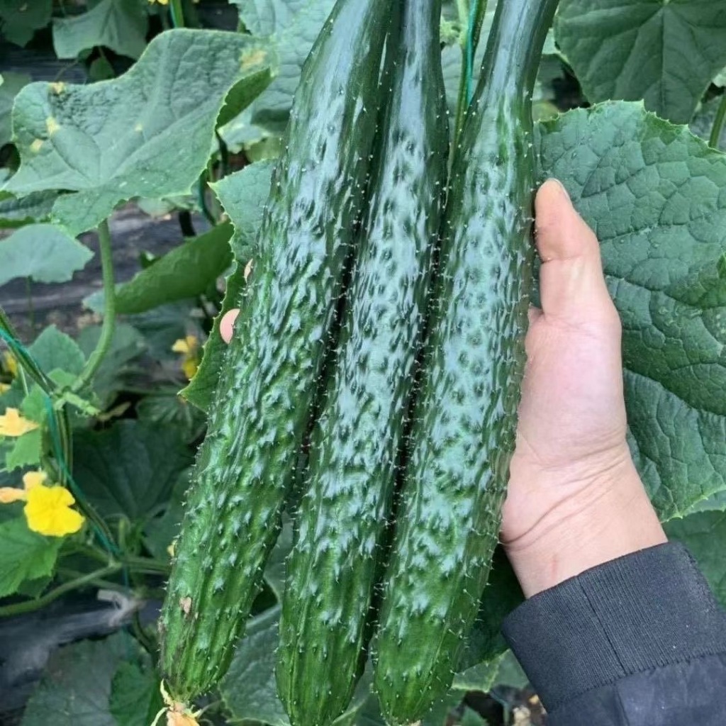 30 เมล็ด Long Cucumber งอกสูง แตงกวาญี่ปุ่น แบ่งขาย งอกสูง high yield and high quality F1 Seeds