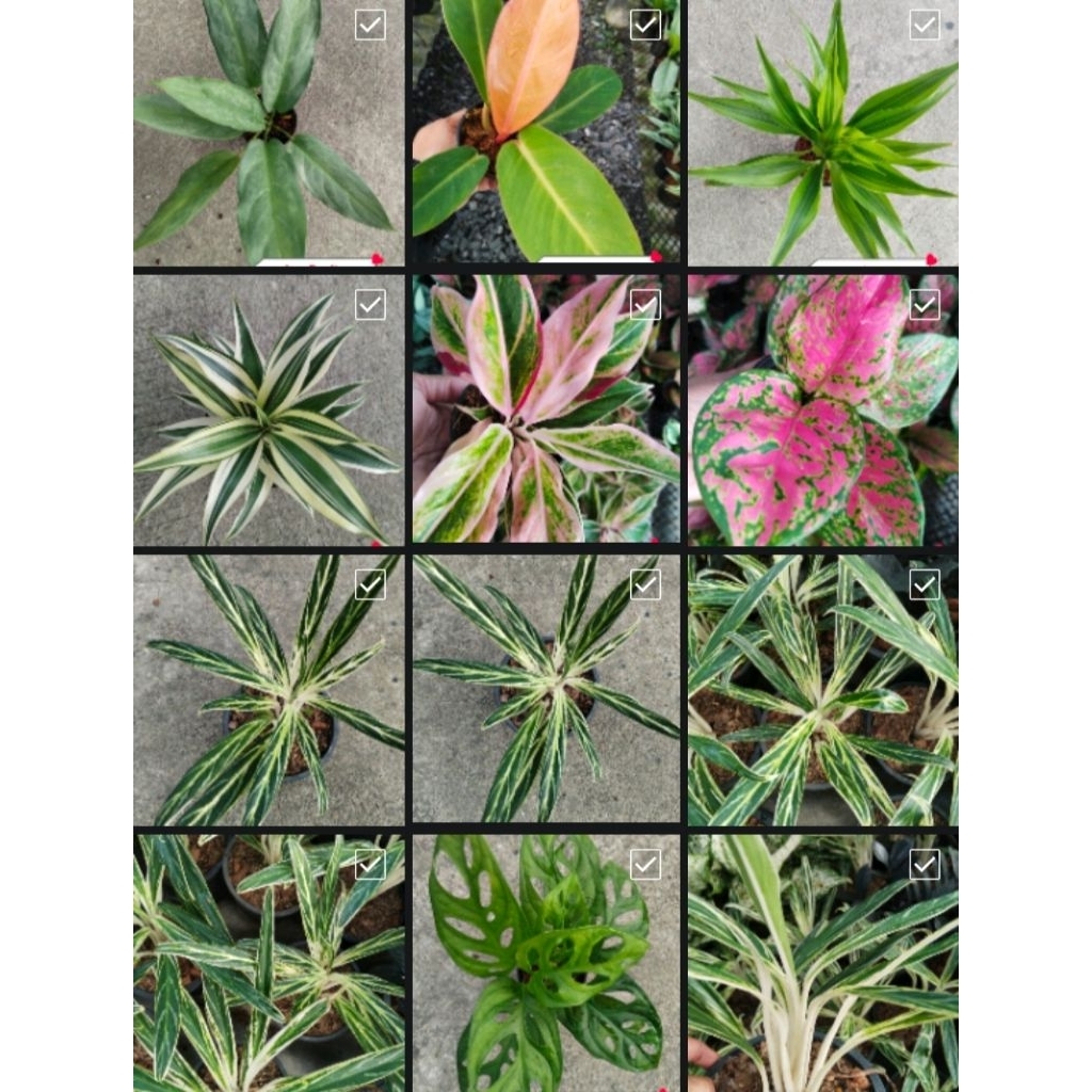 🌿💚ไม้มงคล ไม้ฟอกอากาศ ไม้จิ๋ว ❤️🌿 กระถาง3 นิ้ว 5แถม1♥️10แถม3 - รูปที่ 6