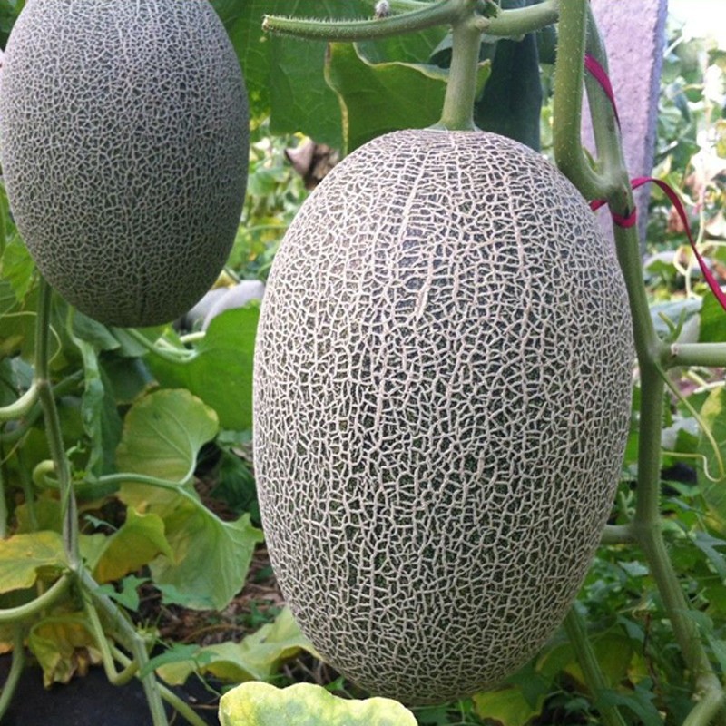 ปลูกง่าย ปลูกได้ทั่วไทย เมล็ดพันธุ์ เมล่อน หวานกรอบ (20เมล็ด/ซอง) Sweet Hami Melon Seeds Hami Melon Fruit Seeds ง่าย ๆ