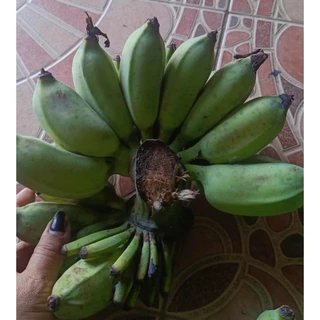 🍌พร้อมส่ง🍌กล้วยน้ำว้า (แบบดิบ) กล้วยโตแบบธรรมชาติ (ขายเป็นหวี)
