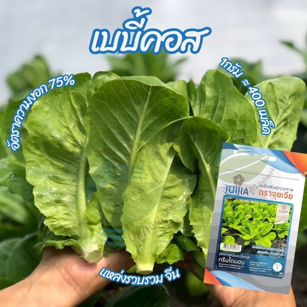 เมล็ดพันธุ์ ผักสลัด เบบี้คอส กรีนไดมอน ( Baby Cos - Green Diamond)