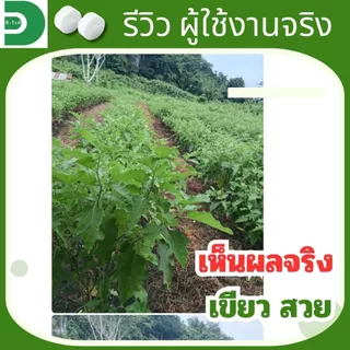 ดี-ไวท์ เม็ดฟู่เทพ กำจัดโรคพืช เชื้อรา แบคทีเรีย โรครากเน่า โคนเน่า โรคพืชทุกชนิด
