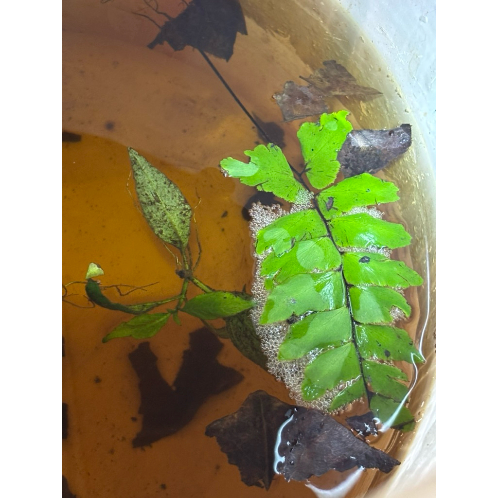 เฟิร์นก้านดำ เฟิร์นก้านดำใส่โหลปลา 12แถม12ต้น - รูปที่ 2