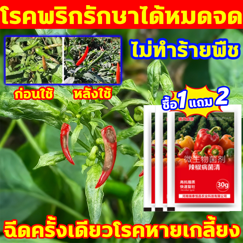 โรคพริกรักษาได้หมดจด วัคซีนพริก ซื้อ1แถม2 ยาพริกดก ยารักษาโรคพริก วัคซีนพืชพริก รักษาโรคพริก วัคซีนพืชป้องกันโรคพริกเน่า