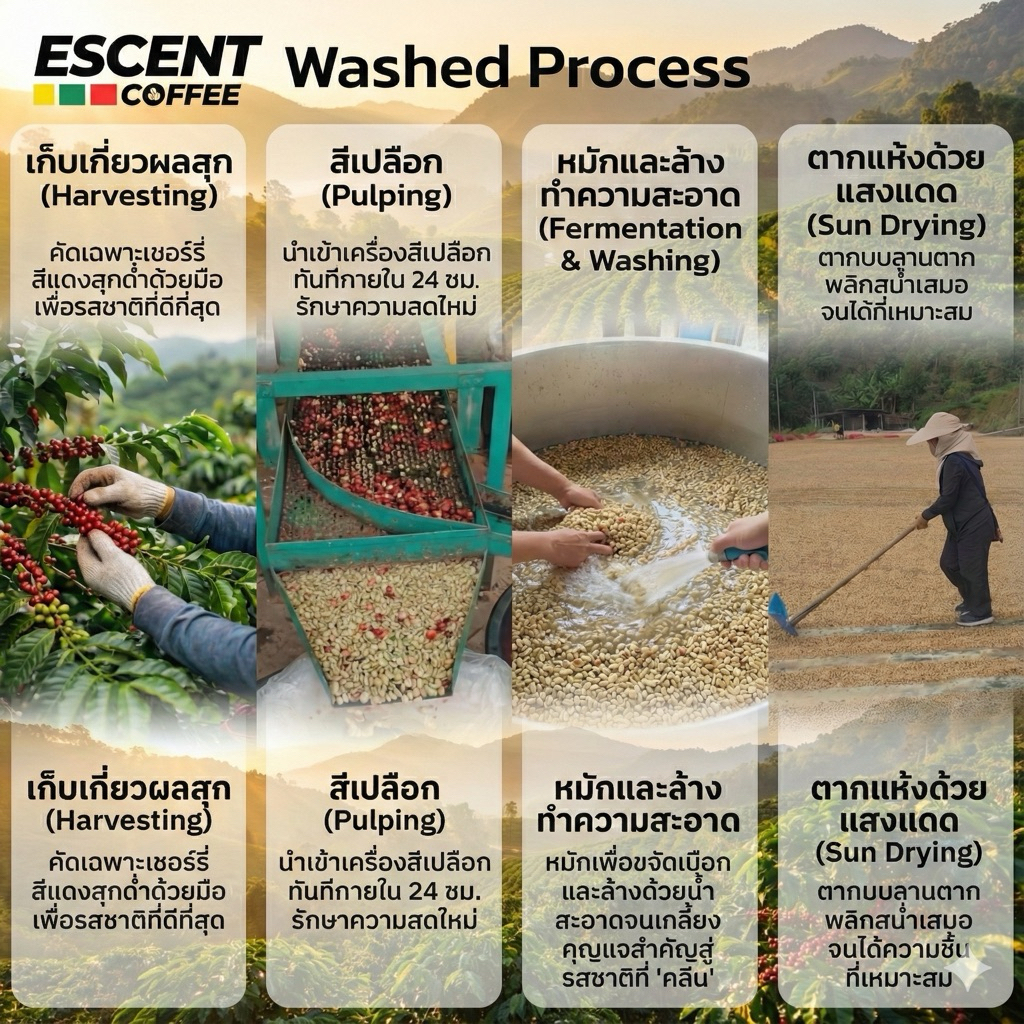 เมล็ดกาแฟดอยช้างอาราบิก้า คั่วกลางเข้ม - เกรดพรีเมียม ขนาด 250 กรัม - รูปที่ 4