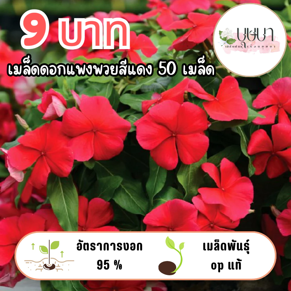 เมล็ดพันธุ์ดอกแพงพวยแดง 9บาท