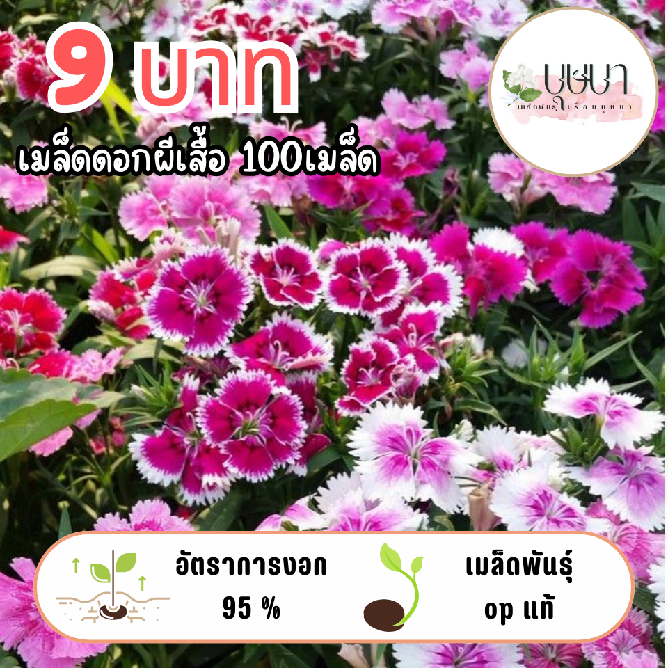 เมล็ดพันธุ์ดอกผีเสื้อ 9บาท