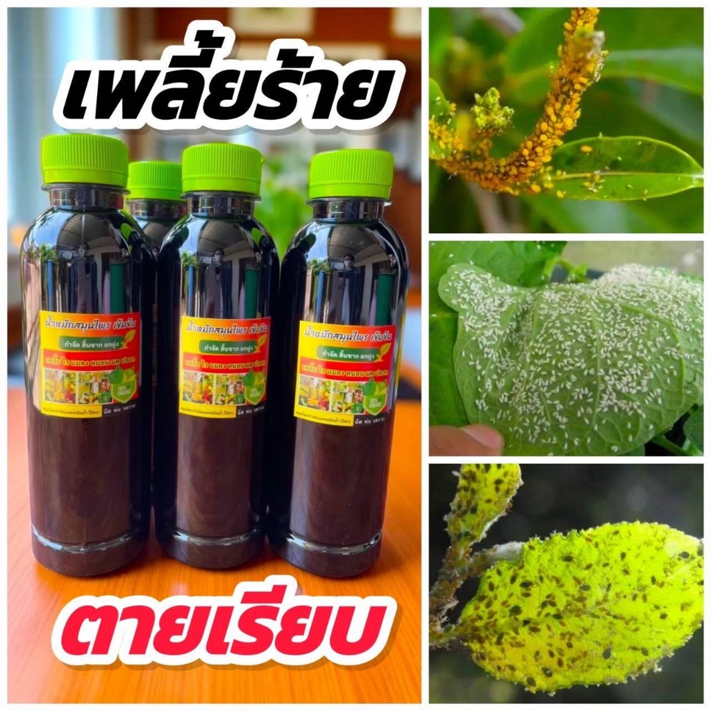 🌿ขวดเดียวไม่ผิดหวัง! น้ำหมักสมุนไพรสูตรเข้มข้น 300ml จำนวน 3 ขวด คุมแมลงยาวนาน ของเเท้