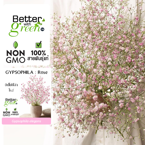 เมล็ดพันธุ์ ยิปโซฟิล่า โรส 150 เมล็ด (GYPSOPHILA : Rose) นำเข้า การันตีสายพันธุ์