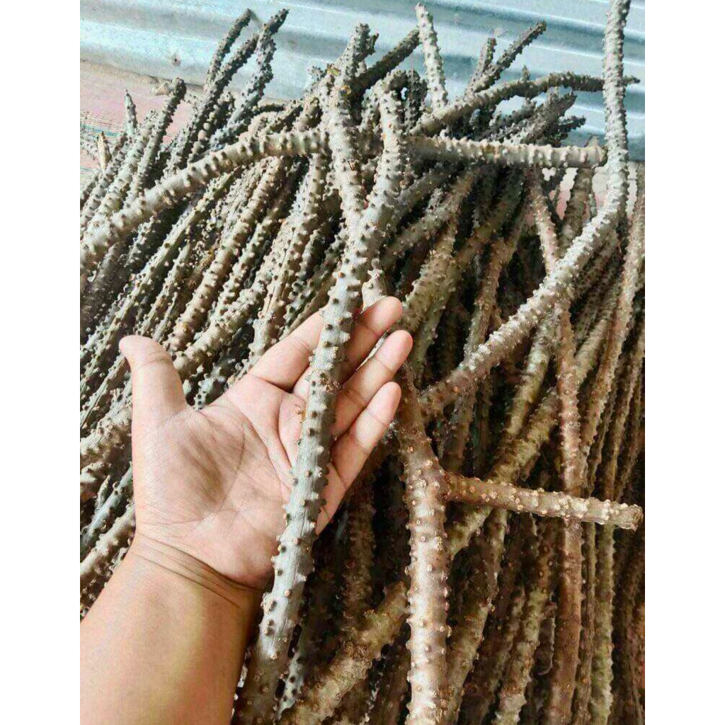 บอระเพ็ดสดน้ำหนัก1กิโลกรัม ออแกนิก สดจากต้น ทาหย่านมเด็กได้ ตัดตามออเดอร์ แพ๊คน้ำหนักแถมๆให้เกินกิโลกรัมทุกออเดอร์เลยค่ะ