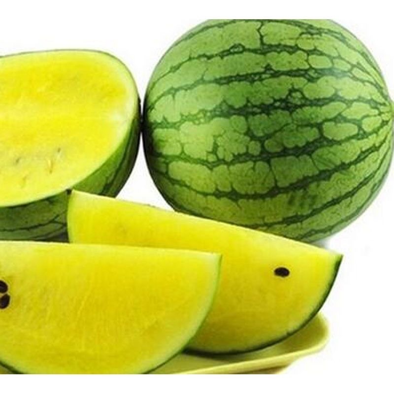 เมล็ดพันธุ์แตงโม เมล็ดแตงโม เนื้อสีเหลือง หวานสุดๆ บรรจุ 20เมล็ด Yellow Watermelon Seeds เมล็ดพันธุ์ผลไม้ เมล็ดพันธุ์ OP - รูปที่ 7