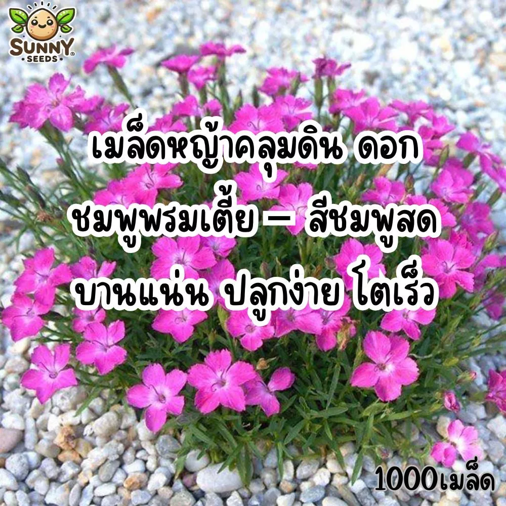 เมล็ดหญ้าคลุมดิน ดอกชมพูพรมเตี้ย – สีชมพูสด บานแน่น ปลูกง่าย โตเร็ว