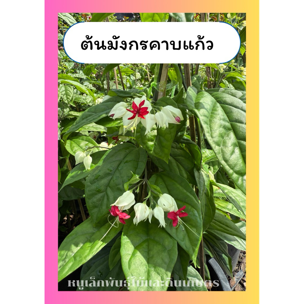 ต้นมังกรคาบแก้ว สีขาว ไม้เลื้อย ทำซุ้ม ทนแดด กระถาง10นิ้ว