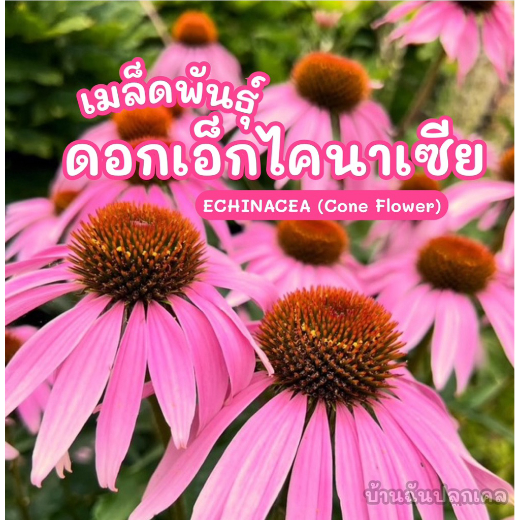 เมล็ดพันธุ์ เอ็กไคนาเซีย (Echinacea Cone Flower) เมล็ดแท้นำเข้าอัตราการงอกสูงบรรจุ 200 เมล็ด – โปรปัง