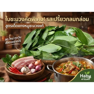ใบชะมวง สด สะอาด รับประกันคุณภาพ 1 กก.