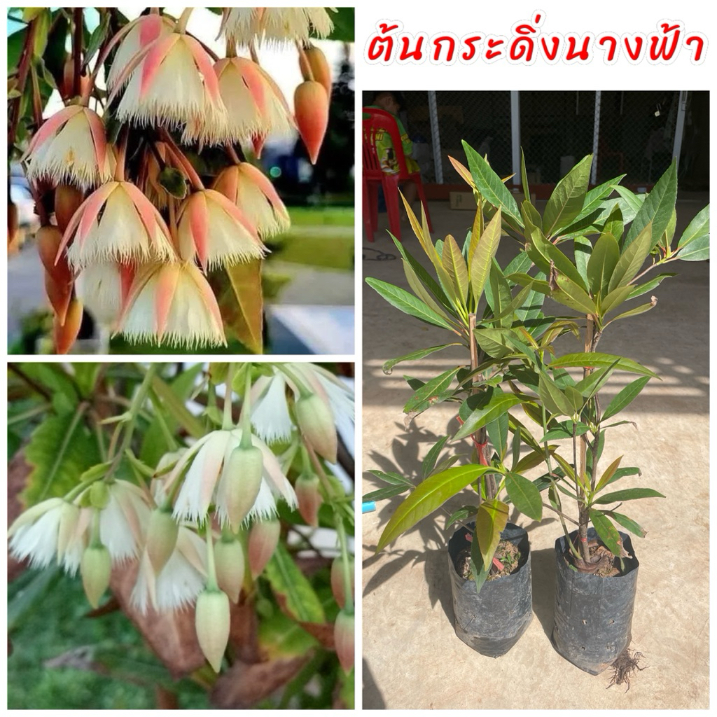 ต้นกระดิ่งนางฟ้า (2ถุง) เป็นไม้มงคลเสริมโชคลาภ ออกดอกสีชมพูสวยงาม
