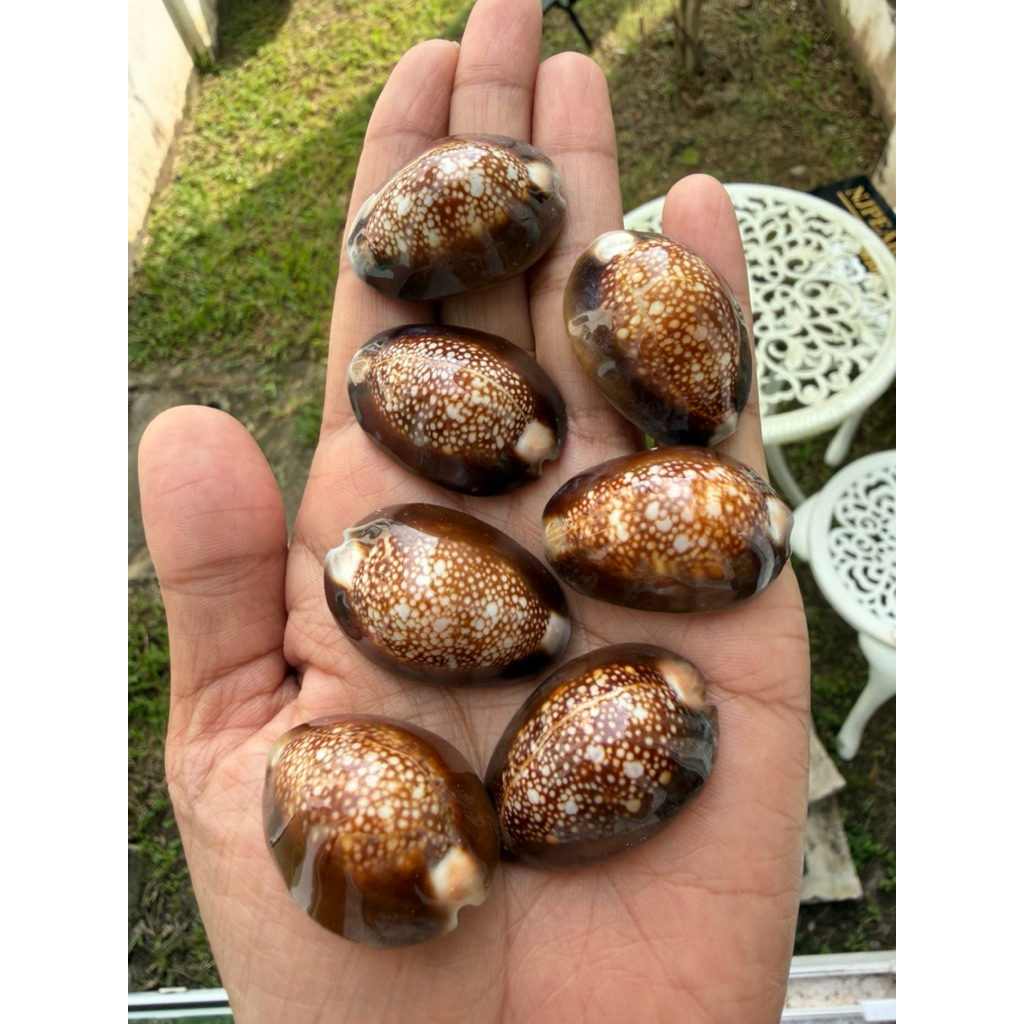 เปลือกหอยเบี้ยแก้ ไซด์3.5 cm (คัดใหญ่สุดสำหรับสายพันธุ์นี่ ราคาต่อ1ตัว)เปลือกหอยแท้ธรรมชาติ