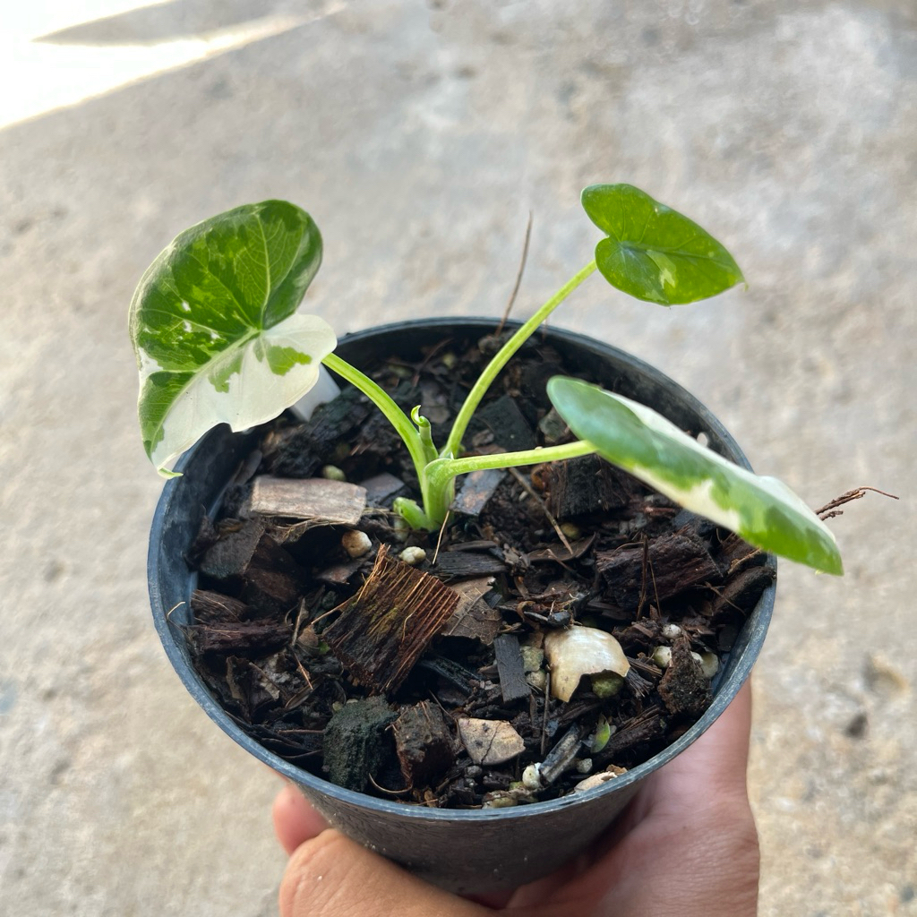 alocasia okinawa silver บอนโอกินาว่าซิลเวอร์ โอกินาว่า ต้นแม่นำเข้าจากญี่ปุ่น ต้นแข็งแรง