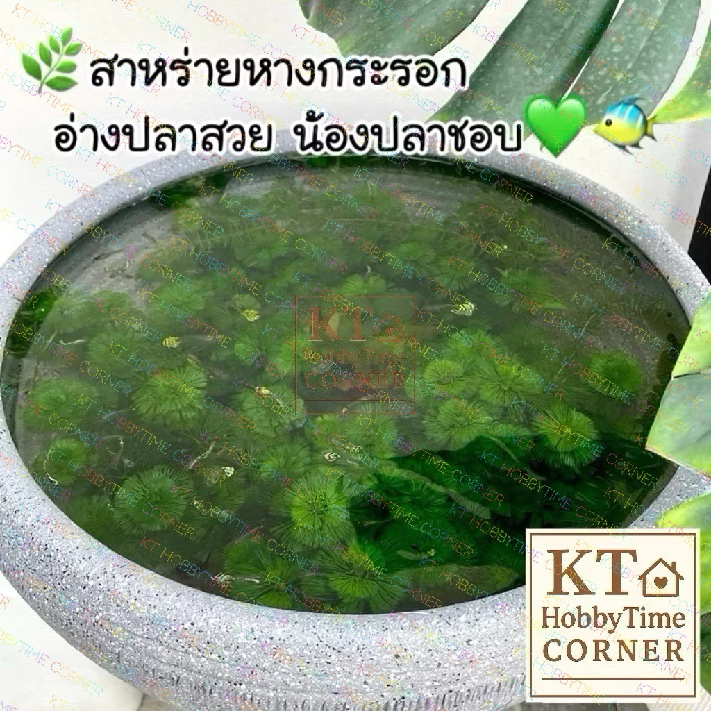 ต้นไม้น้ำ ต้นเล็ก ตกแต่งตู้ปลา โหลปลากัด เลี้ยงง่าย ไม่ต้องดูแลมาก thumbnail 6