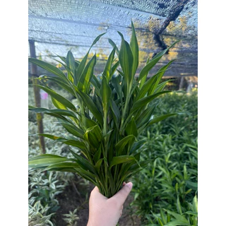 ไผ่กวนอิมต้นเล็ก สูง 30-40 cm (คละเกรด) สีเขียว สีทอง สีเงิน ซาเซียน(สามเซียน) (ขั้นต่ำ 20 ต้น)