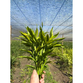 ไผ่กวนอิมต้นเล็ก สูง 30-40 cm (คละเกรด) สีเขียว สีทอง สีเงิน ซาเซียน(สามเซียน) (ขั้นต่ำ 20 ต้น)