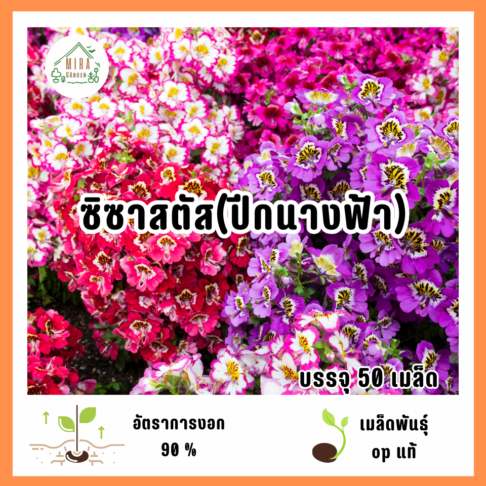 เมล็ดพันธุ์ซิซานตัส(ปีกนางฟ้า) 50 เมล็ด