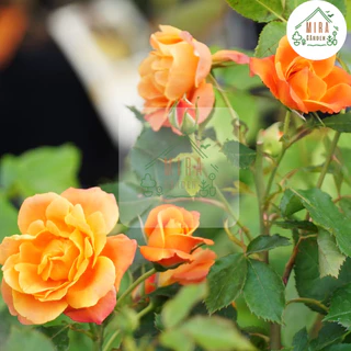 เมล็ดพันธุ์ดอกกุหลาบเลื้อยสีส้ม 10 เมล็ด