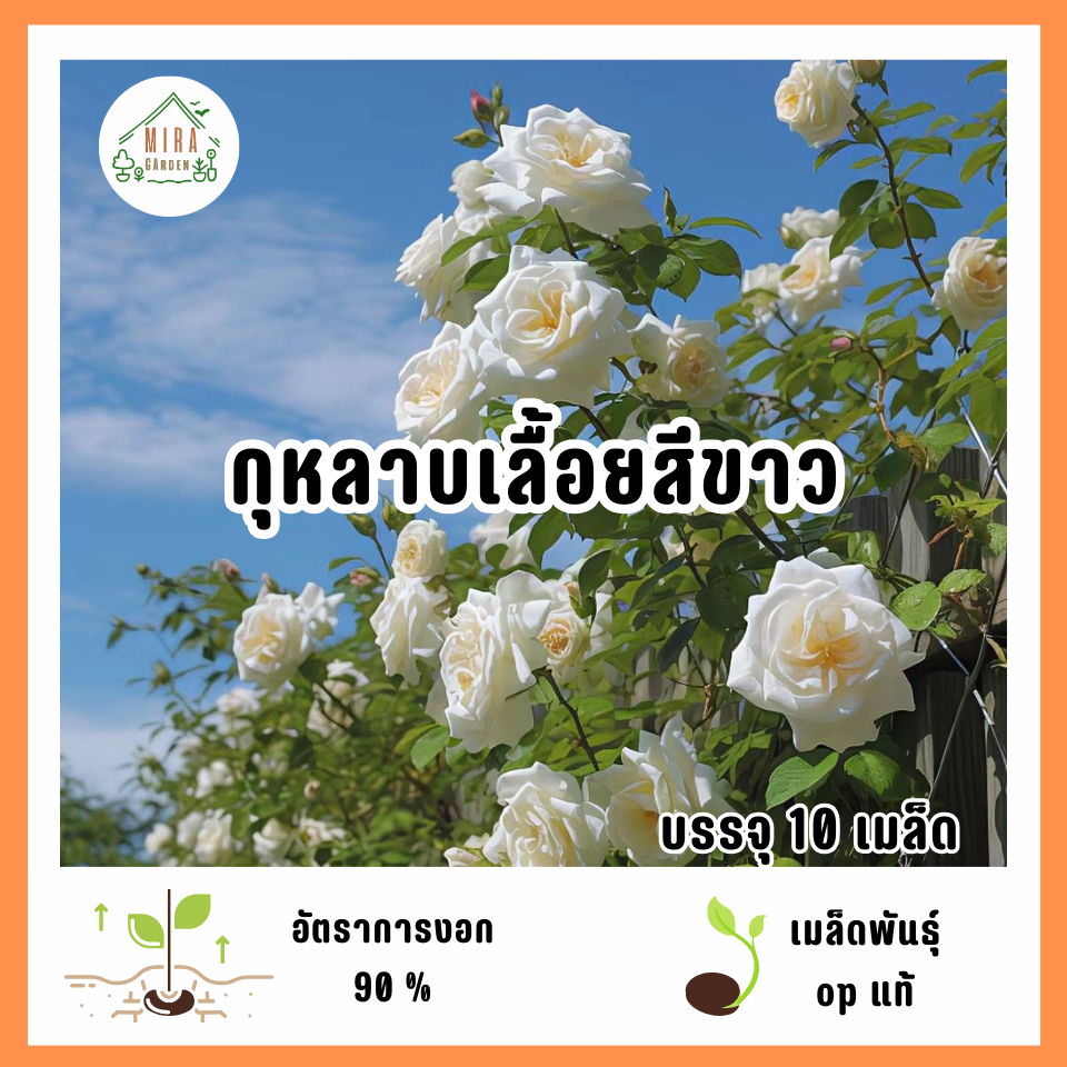 เมล็ดพันธุ์ดอกกุหลาบเลื้อยสีขาว 10 เมล็ด