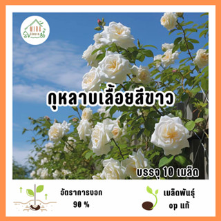 เมล็ดพันธุ์ดอกกุหลาบเลื้อยสีขาว 10 เมล็ด