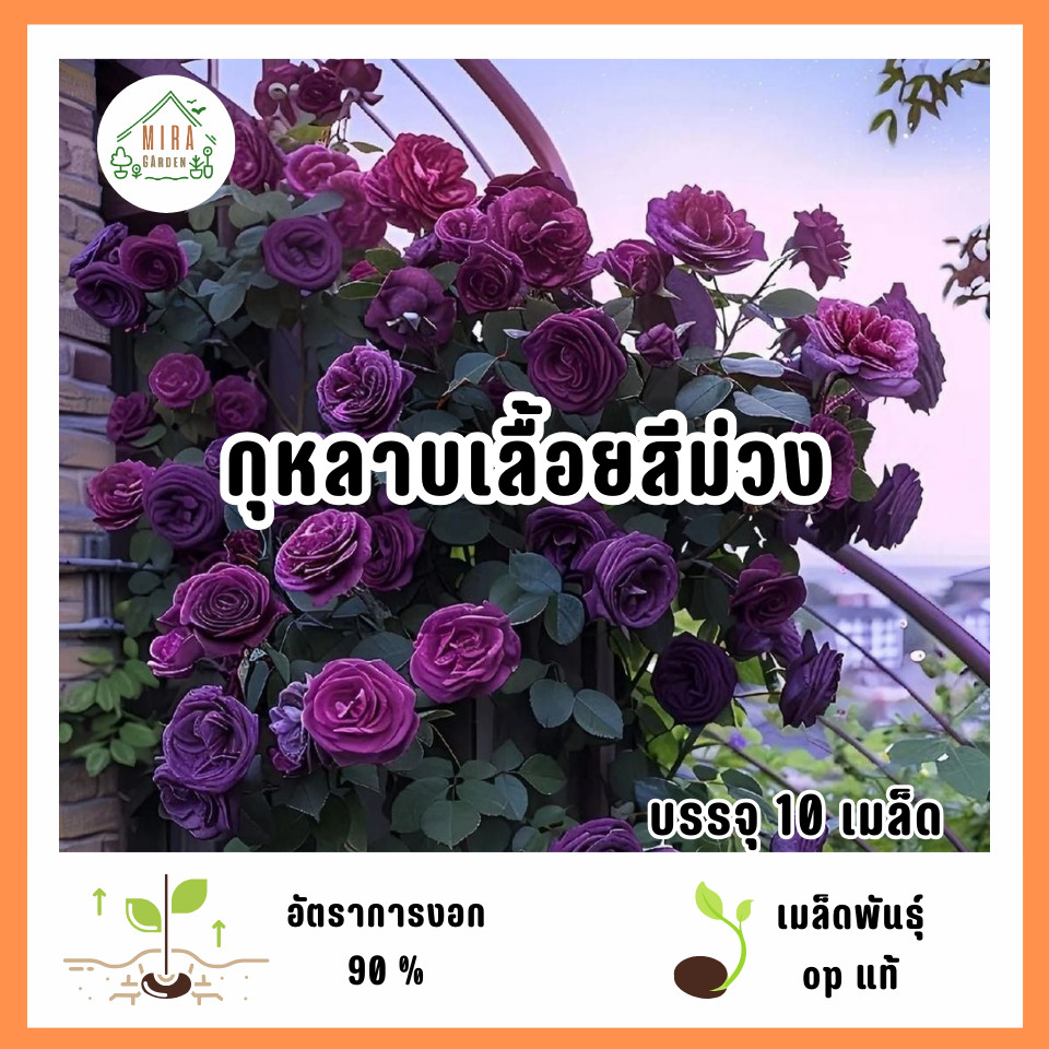เมล็ดพันธุ์ดอกกุหลาบเลื้อยสีม่วง 10 เมล็ด
