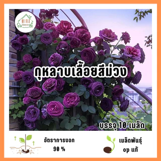 เมล็ดพันธุ์ดอกกุหลาบเลื้อยสีม่วง 10 เมล็ด