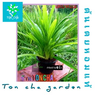 ต้นใบเตยหอม เตยหอมทำขนม ต้นเตย ใบเตย พืชสมุนไพร