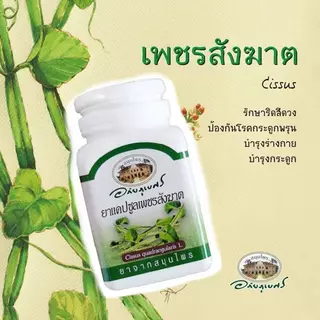 อภัยภูเบศร เพชรสังฆาต G 826/60