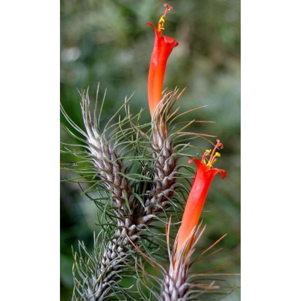 ทิลแลนเซีย ฟังเกียน่า (Tillandsia Funckiana)