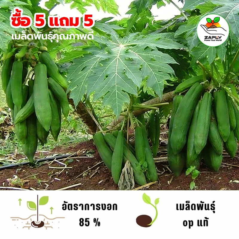 ต้นมะละกอพันธุ์เตี้ยชุมแพ ลูกดก เนื้อแน่นพันธุ์แท้ 100% ปลูก 5-6 เดือนได้กินผล ต้นเตี้ย ติดผลดก【ซื้อ 5 แถม 5 ฟรี】
