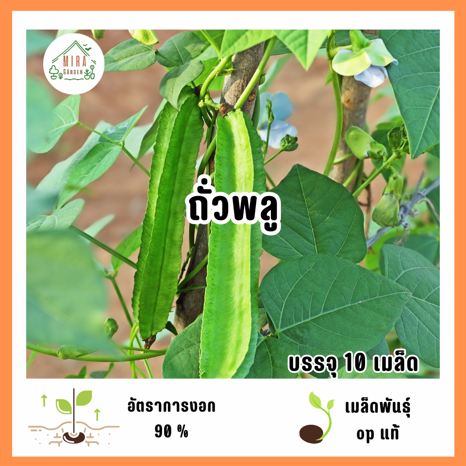 เมล็ดพันธุ์ถั่วพลู 10 เมล็ด