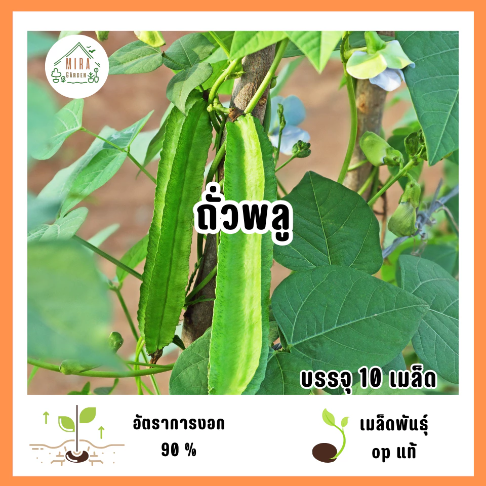 เมล็ดพันธุ์ถั่วพลู 10 เมล็ด