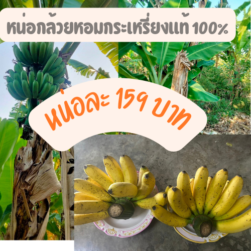 หน่อกล้วยหอมจอมพล หน่อกล้วยหอมกะเหรี่ยง อร่อย กล้วยแปลก กล้วยโบราณ ขุดสด พร้อมส่ง