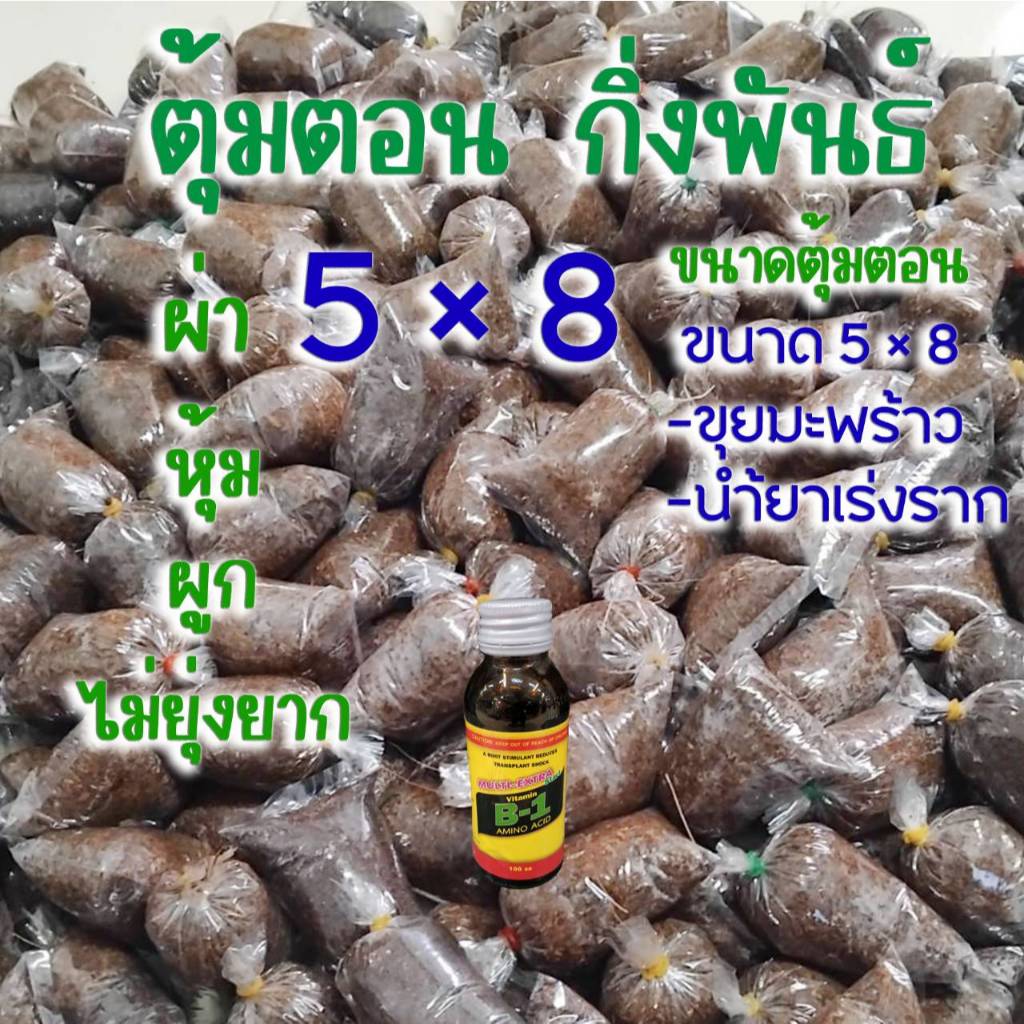 ตุ้มตอน 5×8 นิ้ว ซื้อ 10 ตุ้ม ฟรี 2 ตุ้ม  ผ่านการแช่น้ำแล้ว กิ่งพันธ์ งอกรากดี ใช้น้ำยาเร่งราก ผ่า หุ้ม ผูก ไม่ยุ่งยาก