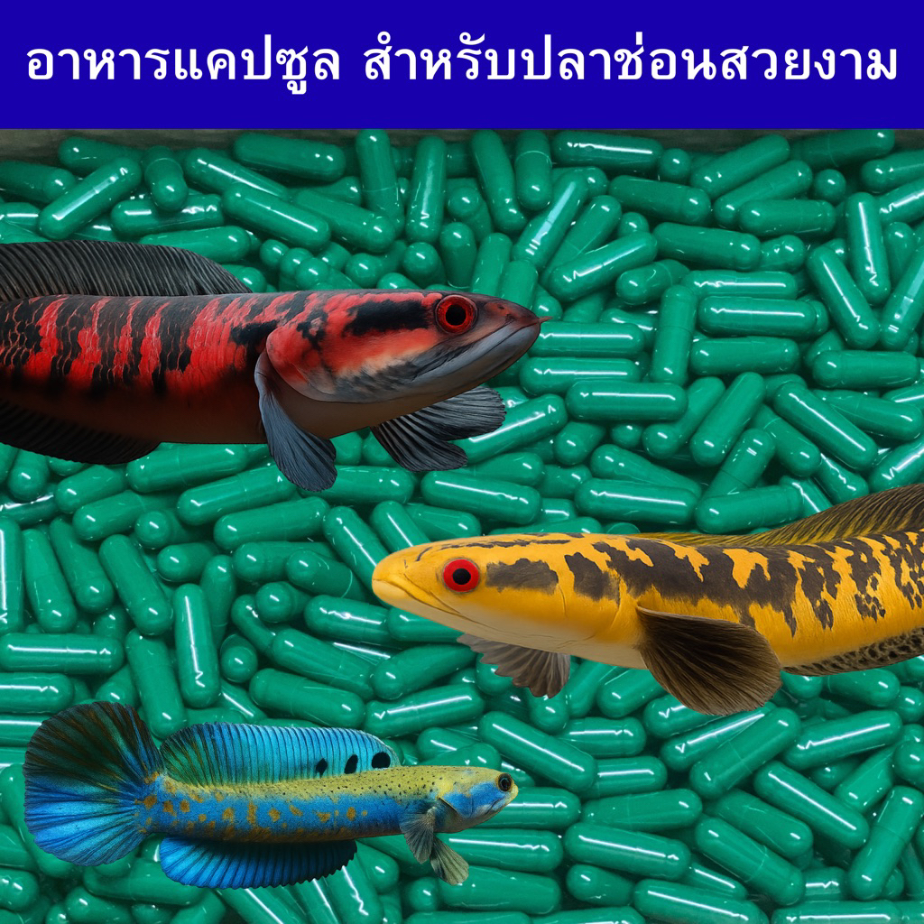 อาหารแคปซูลปลาช่อนสวยงาม เร่งสี-เร่งดอกบาติก