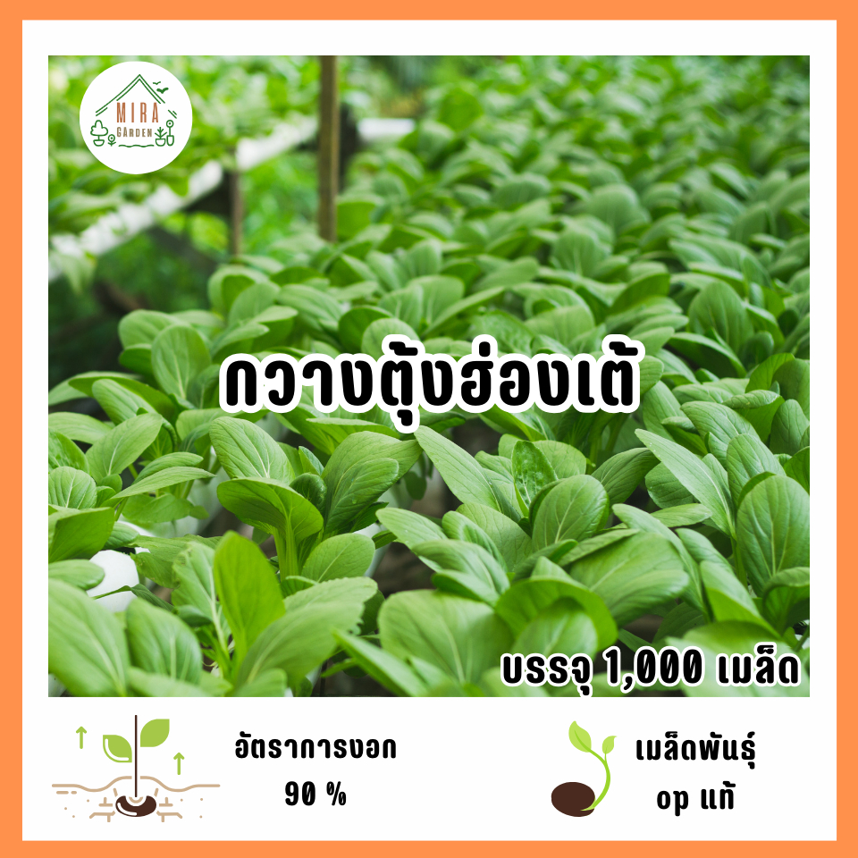 เมล็ดพันธุ์กวางตุ้งฮ่องเต้ 1,000 เมล็ด