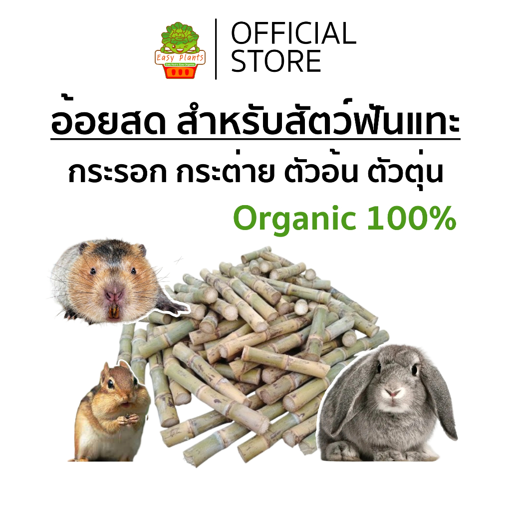 อ้อย ตัดสด อาหารสัตว์ฟันแทะ ตัดเป็นท่อน อาหาร หนู แฮมสเตอร์ กระจ่าย ตัวอ้น ตัวตุ่น บรรจุ 1,2,3 กิโล