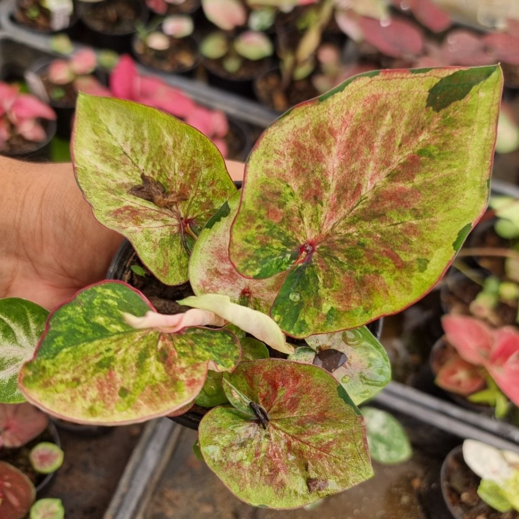 บอนสี คุ้มทรัพย์แผลงป้าย ส่งขนาดตามรูปที่1-6 แม่ค้าเลืกสวยๆให้หรือแชทเลือกต้นดูได้คะ - รูปที่ 4